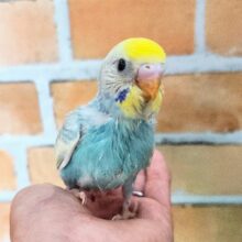 水色系✨セキセイインコのヒナ(パステルレインボーパイド)入荷しました❤️