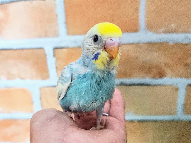 水色系✨セキセイインコのヒナ(パステルレインボーパイド)入荷しました❤️