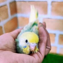 エメラルドグリーン系🍏セキセイインコのヒナ(パステルレインボーパイド)入荷しました❤️