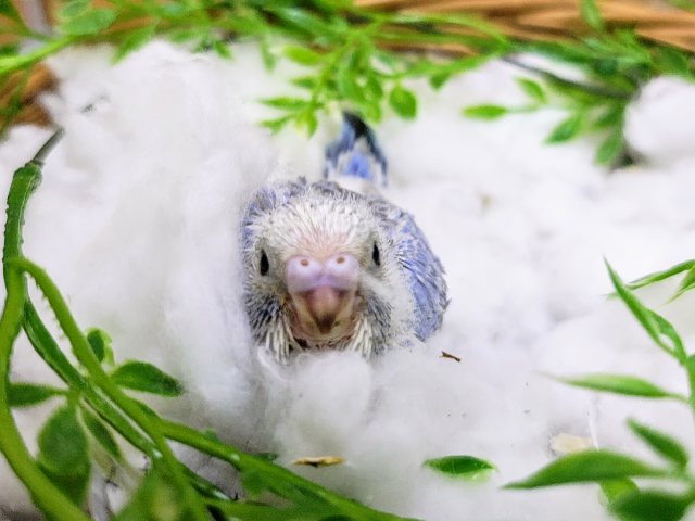 セキセイインコ