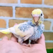 写真映え映え📸セキセイインコのヒナ(パステルレインボースパングルパイド)入荷しました❤️