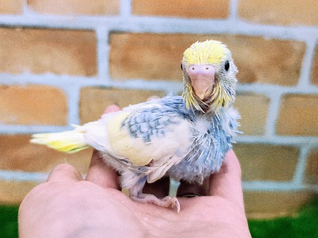 写真映え映え📸セキセイインコのヒナ(パステルレインボースパングルパイド)入荷しました❤️