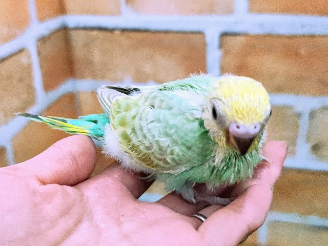セキセイインコ