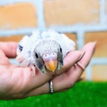 やっぱり人気なんだよな〜✨セキセイインコのヒナ(ブルーパイド)入荷しました❤️