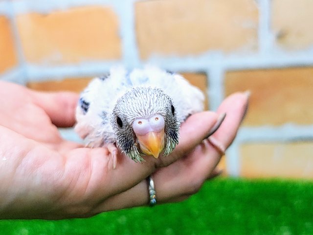 やっぱり人気なんだよな〜✨セキセイインコのヒナ(ブルーパイド)入荷しました❤️