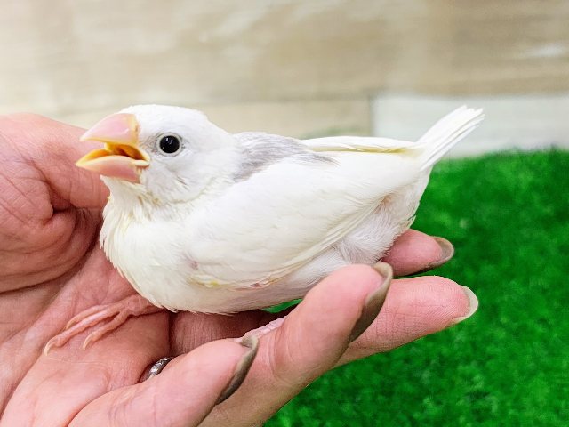 白文鳥