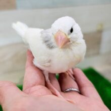 どんな風に育つかな？✨白文鳥のヒナ入荷しました❤️