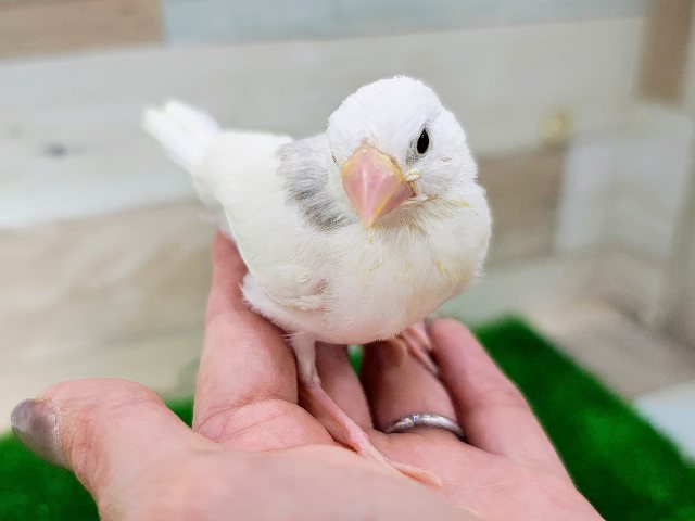 どんな風に育つかな？✨白文鳥のヒナ入荷しました❤️