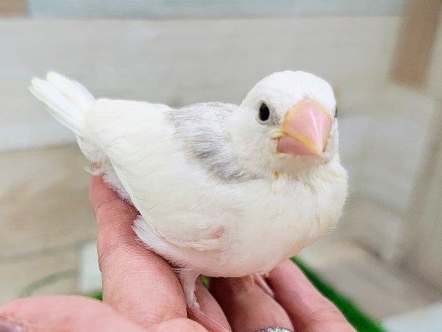 白文鳥