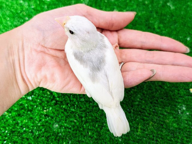 白文鳥