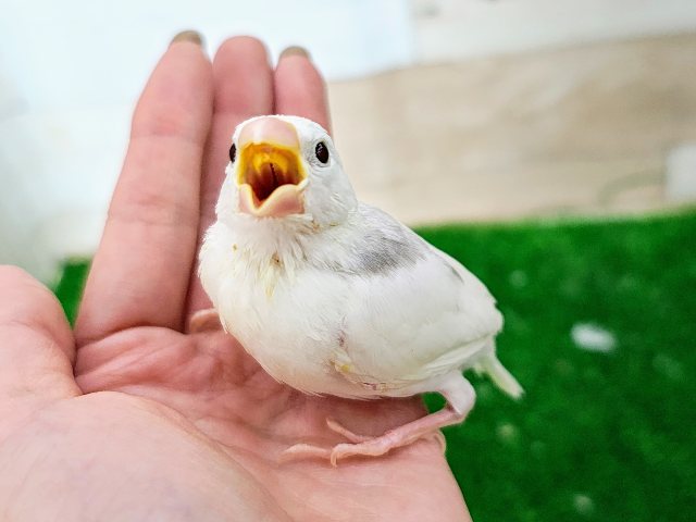 白文鳥
