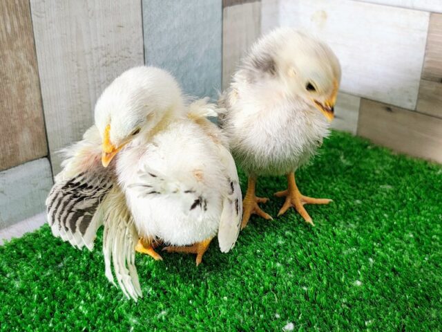 セラマ