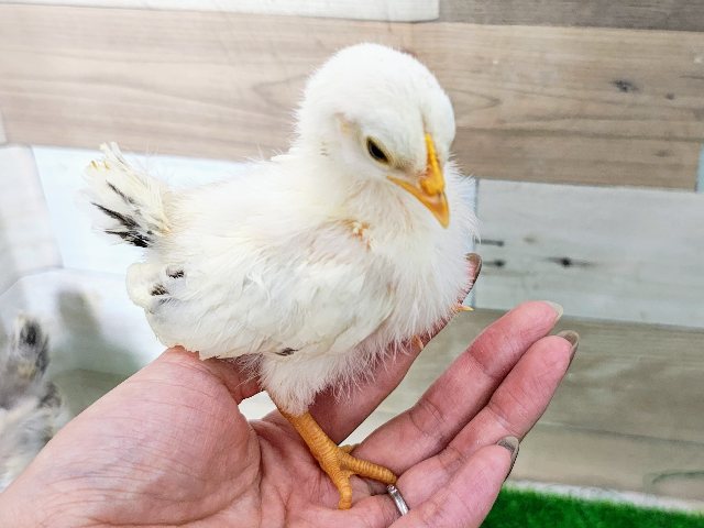 セラマ