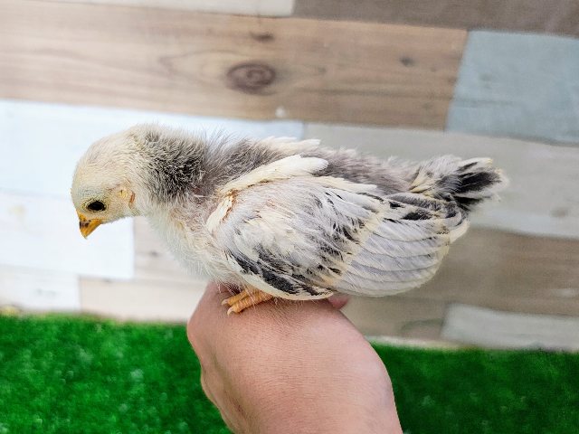 セラマ
