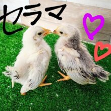 また入荷してきてくれて嬉しい♥️セラマのヒナ入荷しました❤️