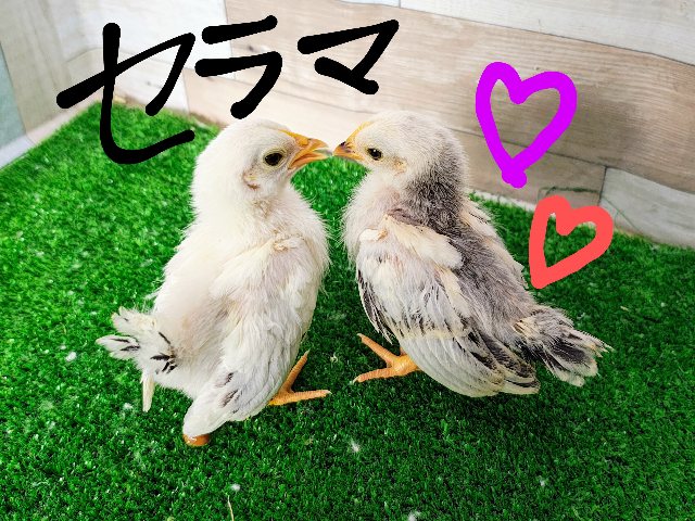 また入荷してきてくれて嬉しい♥️セラマのヒナ入荷しました❤️