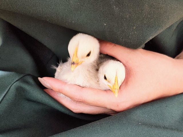セラマ
