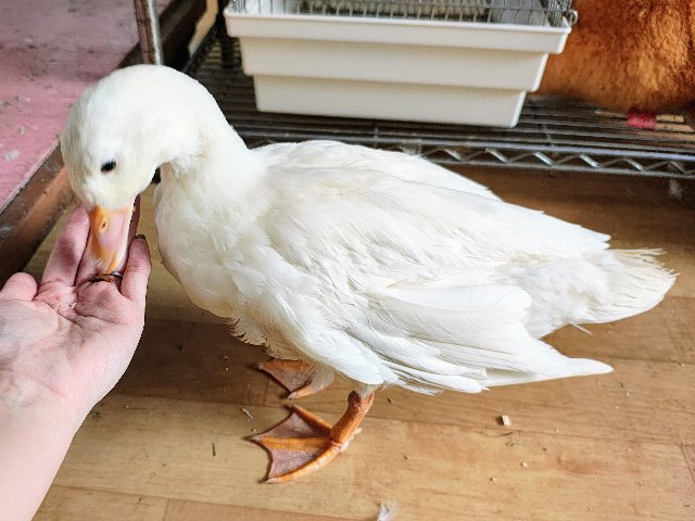コールダック