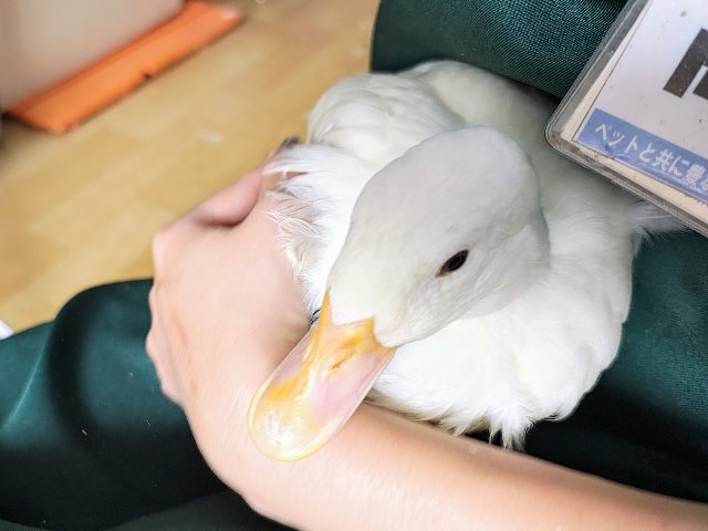 コールダック