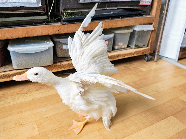 コールダック