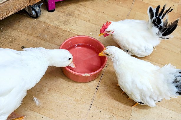 コールダック