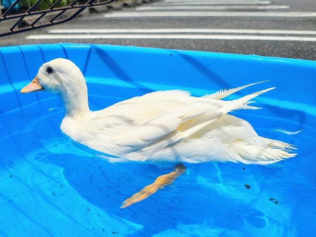 コールダック