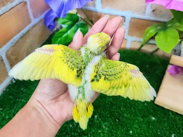 セキセイインコ