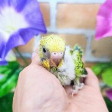 黒多めでハッキリ✨セキセイインコのヒナ(グリーンオパーリン)入荷しました❤️