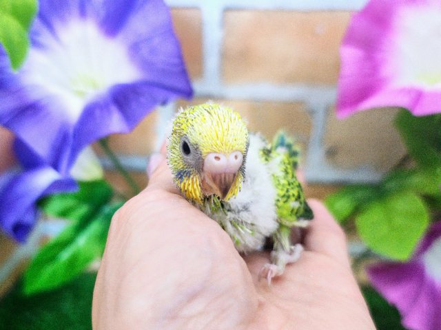 黒多めでハッキリ✨セキセイインコのヒナ(グリーンオパーリン)入荷しました❤️