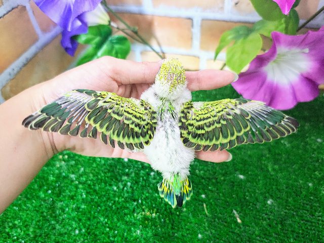 セキセイインコ