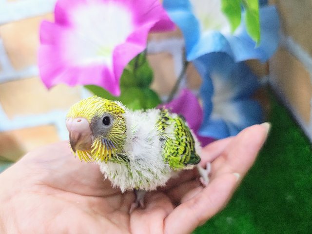セキセイインコ