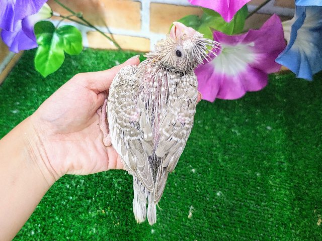 オカメインコ