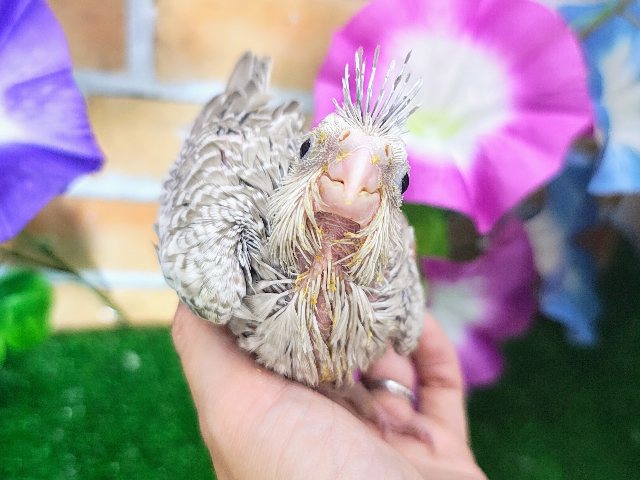 オカメインコ