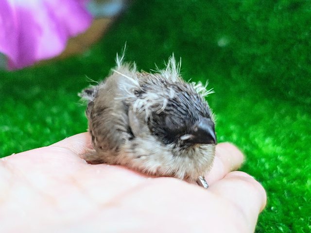 錦花鳥（キンカチョウ）