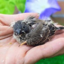 ツンツンヘアーは今だけなの♡キンカ鳥のヒナ入荷しました❤️