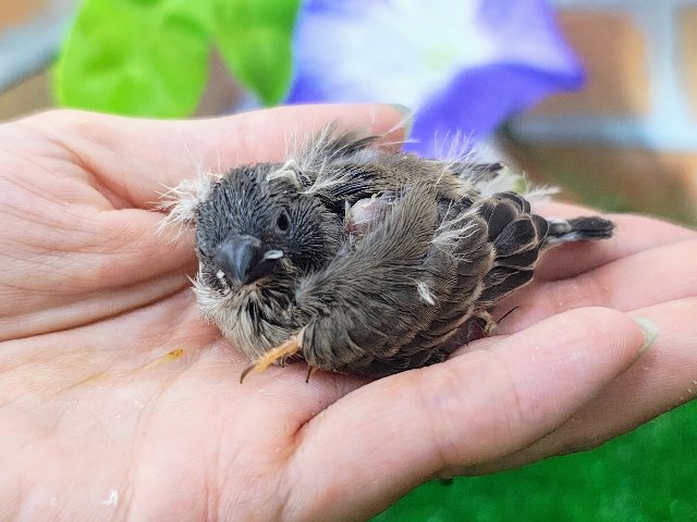 ツンツンヘアーは今だけなの♡キンカ鳥のヒナ入荷しました❤️