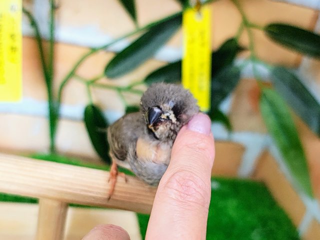 錦花鳥（キンカチョウ）