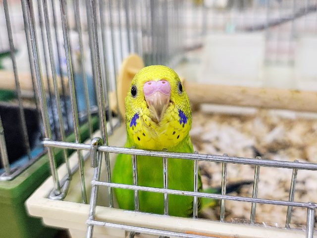 セキセイインコ