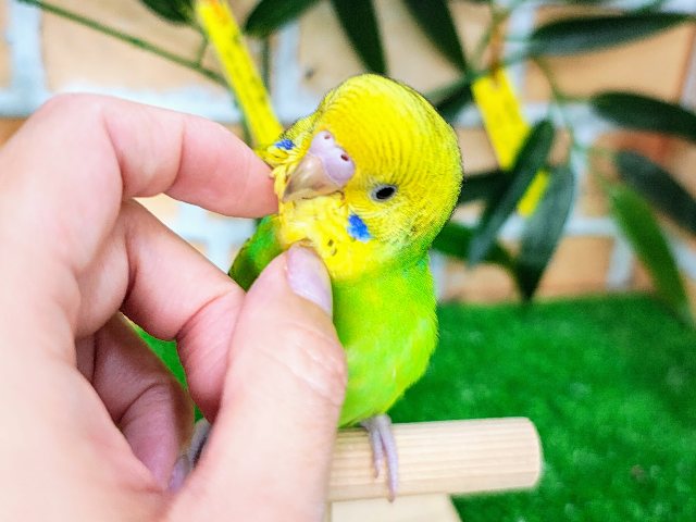 セキセイインコ