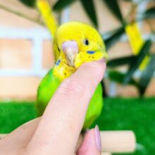 最新画像更新♡黒多めでハッキリ✨セキセイインコのヒナ(グリーンオパーリン)入荷しました❤️