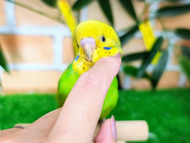 最新画像更新♡黒多めでハッキリ✨セキセイインコのヒナ(グリーンオパーリン)入荷しました❤️