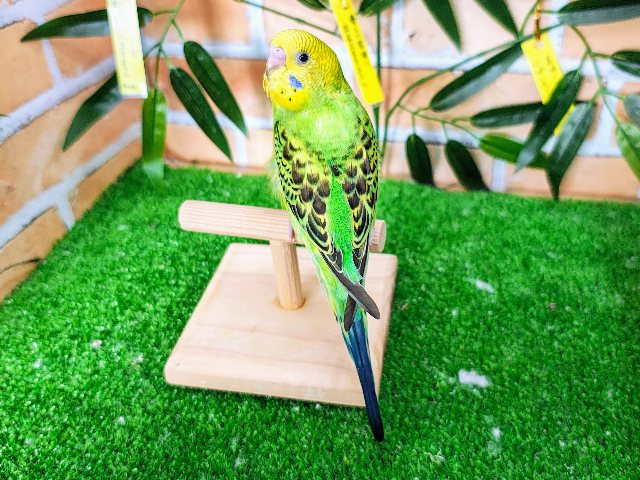 セキセイインコ