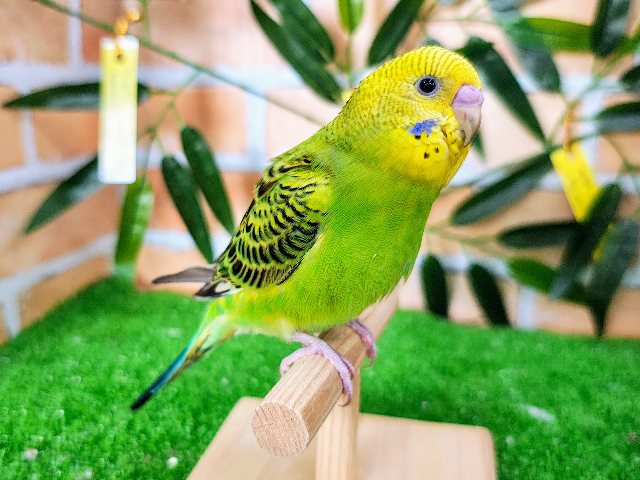 セキセイインコ