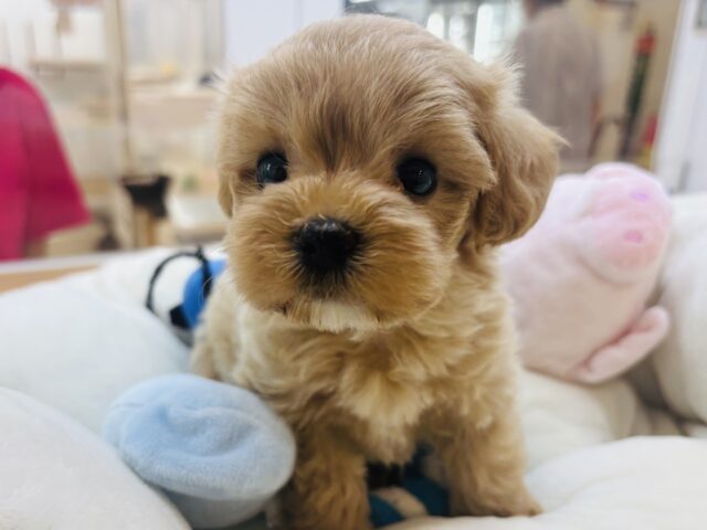 マルプー