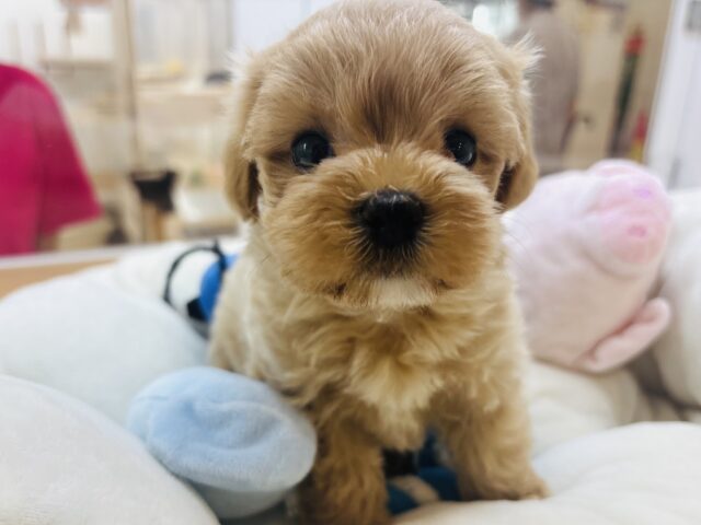 マルプー