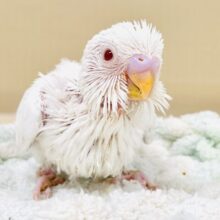 まっ白天使ちゃんやってきたよ︎🤍︎セキセイインコ（アルビノ）ヒナ