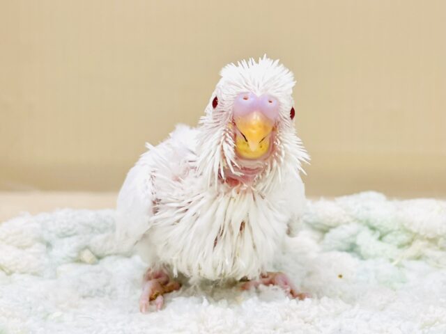 セキセイインコ