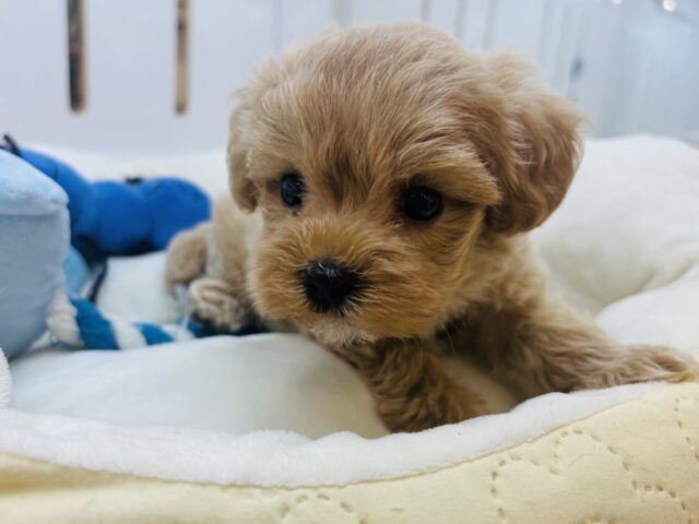 マルプー