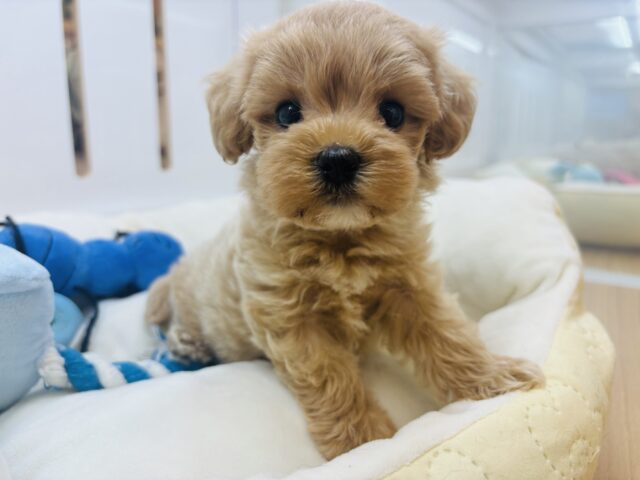 マルプー