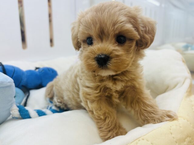 マルプー